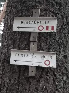 Cerisier noir